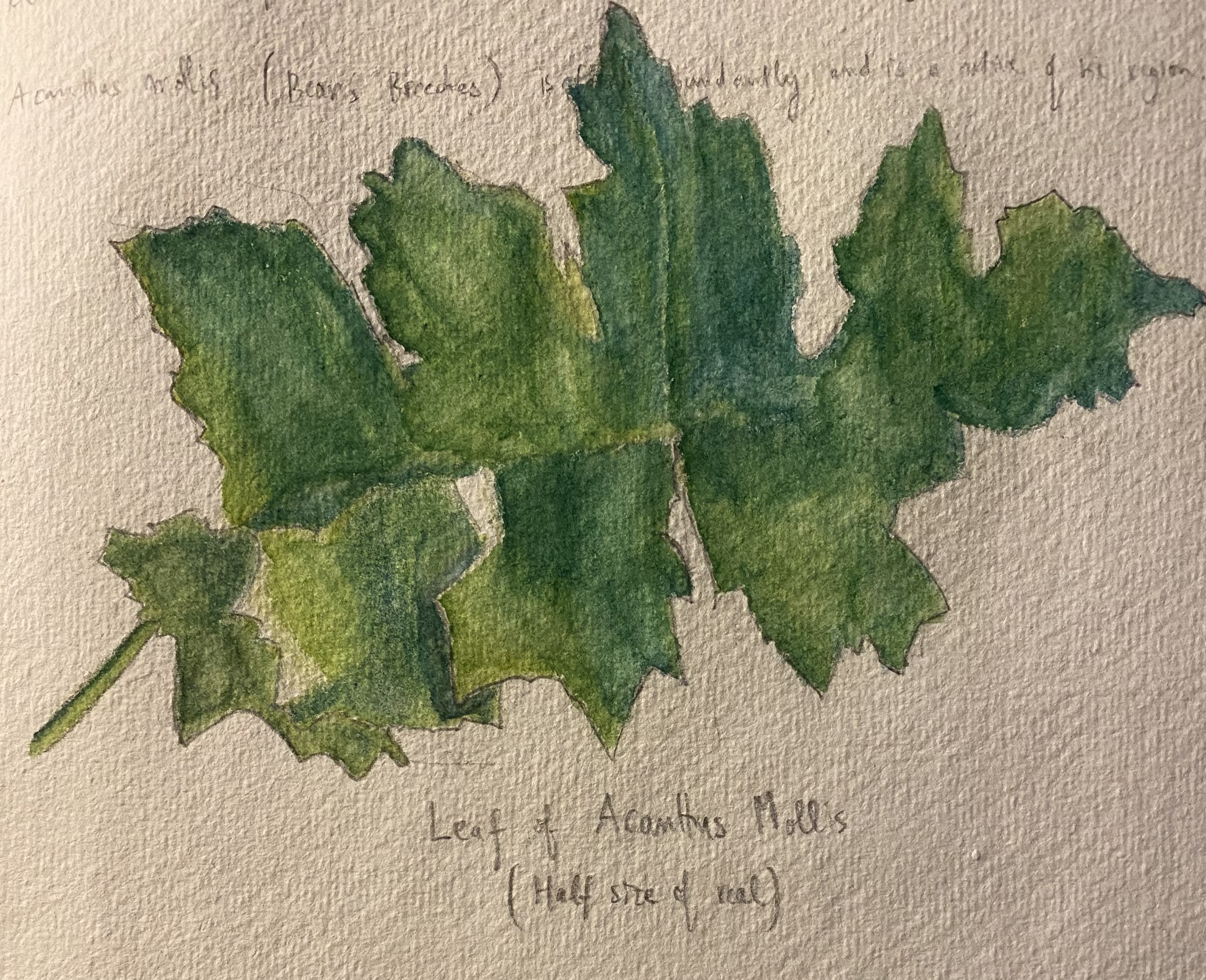 Acanthus Mollis leaf