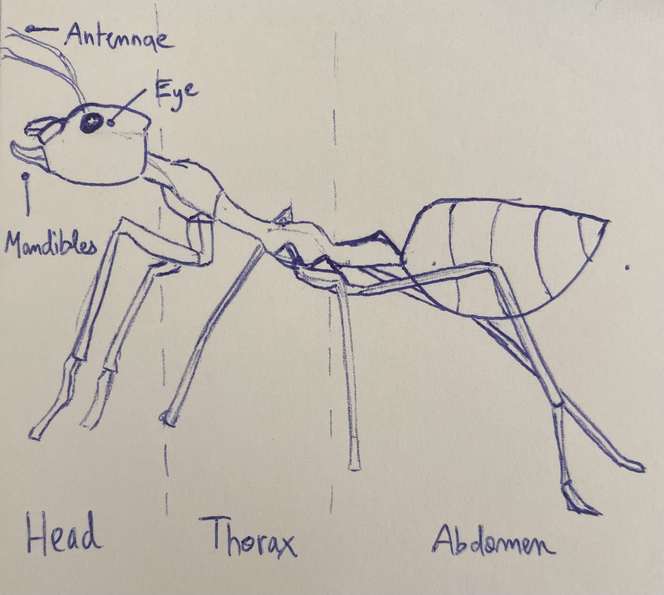 Ant side profile