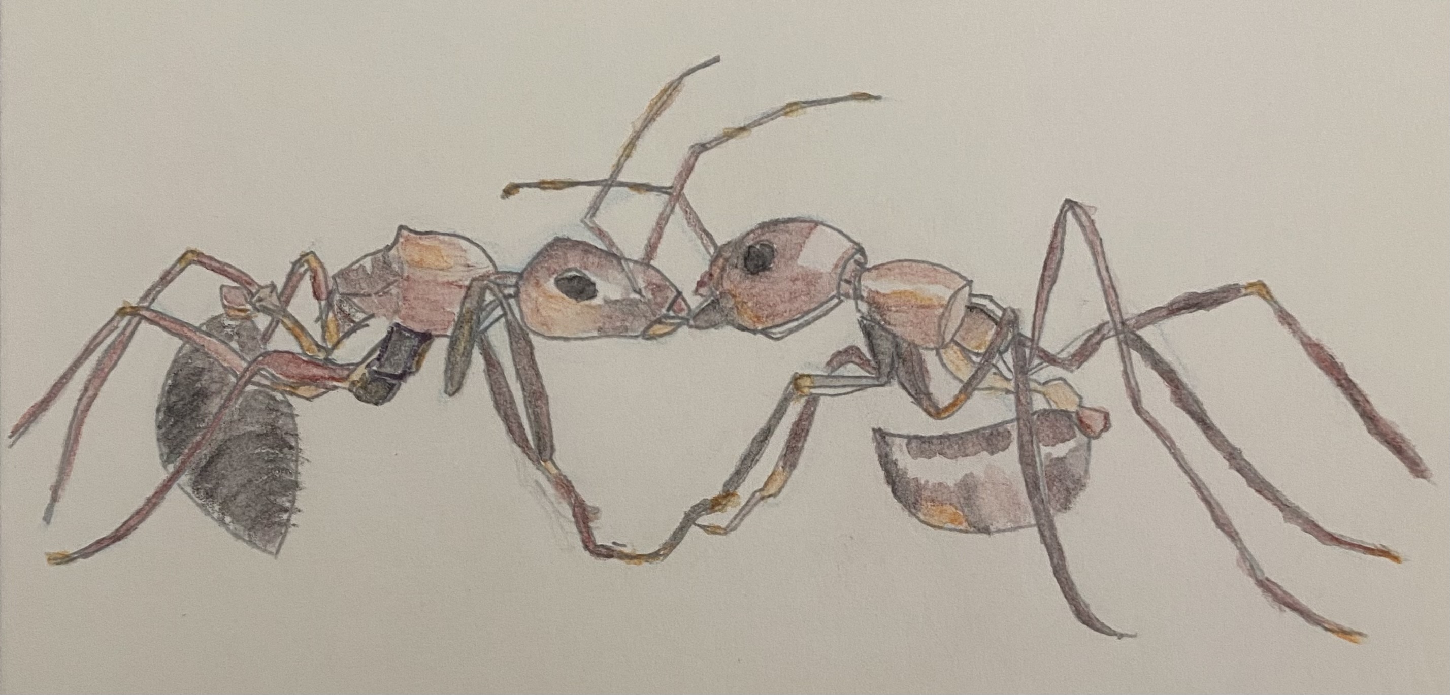 Ants locking mandibles